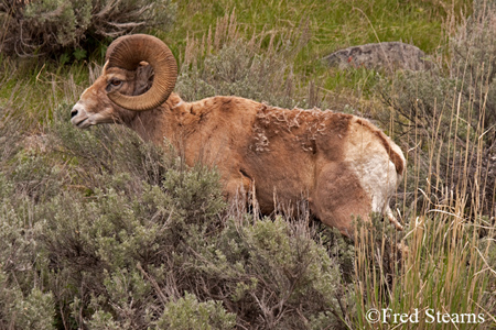 Yellowstone National Park Big Horn Ram